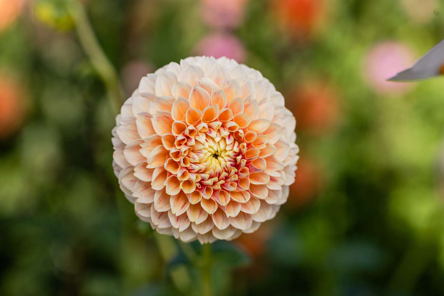 Dahlia 'Sweet Suzanne'